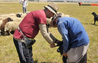 Yüksekova'da büyük ve küçükbaş hayvanlara aşılama ve küpeleme çalışmaları devam ediyor