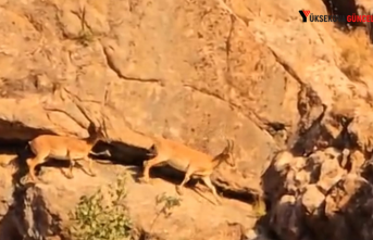 Yüksekova-Van Karayolu'nda Dağ Keçisi Sürüsü...