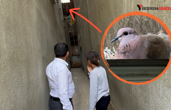 Yüksekova’da iki yıldır aynı eve yuva kuran Kumruya Baki ailesi sahip çıkıyor