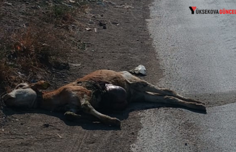 Yüksekova’da kamyonetin çarptığı buzağı telef oldu