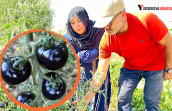 Yüksekova’da siyah domates 2 senedir aynı çiftçi...