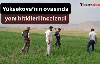 Yüksekova’nın ovasında yem bitkileri incelendi