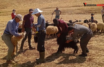 Yüksekova'da Küçükbaş Hayvanlara Aşılama ve Kimliklendirme Çalışmaları Hız Kesmiyor