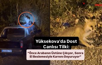 Yüksekova'da Dost Canlısı Tilki: “Önce Arabanın Üstüne Çıkıyor, Sonra El Beslemesiyle Karnını Doyuruyor”
