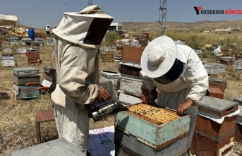 Türkiye geneli 2025 üretim yılı arı desteklemesi başvuruları başladı