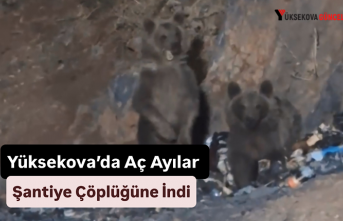 Yüksekova’da Aç Ayılar Şantiye Çöplüğüne İndi