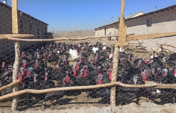 Yüksekova’da Genç Girişimciden Kanada Hindisi...