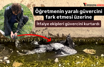 Öğretmenin yaralı güvercini fark etmesi üzerine itfaiye ekipleri güvercini kurtardı