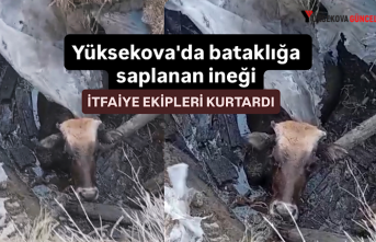 Yüksekova'da bataklığa saplanan ineği itfaiye ekipleri kurtardı