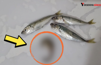 Yüksekova'da ilginç olay: Evine Aldığı Balıkların...