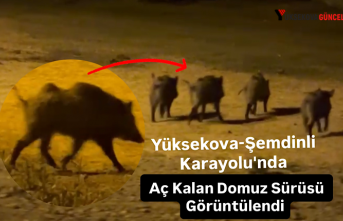 Yüksekova-Şemdinli Karayolu'nda Aç Kalan Domuz Sürüsü Görüntülendi