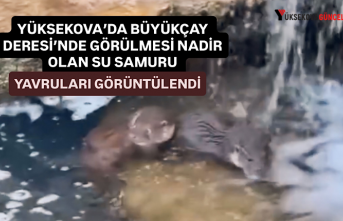 Yüksekova’da Büyükçay deresi’nde görülmesi nadir olan su samuru yavruları görüntülendi