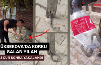 Yüksekova’da Korku Salan Yılan 3 Gün Sonra Yakalandı