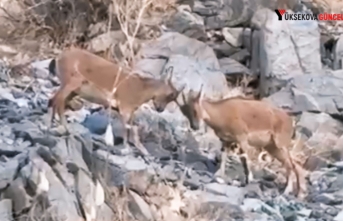 Yüksekova’da Yavru Dağ Keçilerinin tatlı çekişmesi kamerada