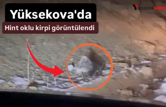 Yüksekova'da Hint oklu kirpi görüntülendi