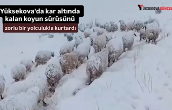 Yüksekova'da kar altında kalan koyun sürüsünü zorlu bir yolculukla kurtardı
