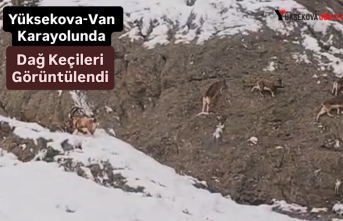 Yüksekova-Van Karayolunda Dağ Keçileri Görüntülendi