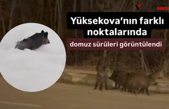 Yüksekova’nın farklı noktalarında domuz sürüleri...