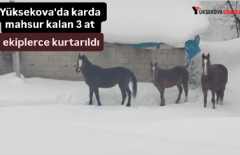 Yüksekova'da karda mahsur kalan 3 at ekiplerce...