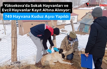 Yüksekova'da Sokak Hayvanları ve Evcil Hayvanlar...