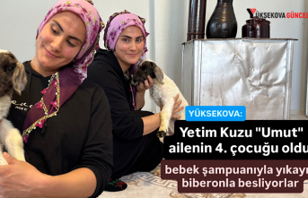 Yüksekova: Yetim Kuzu "Umut" ailenin 4....