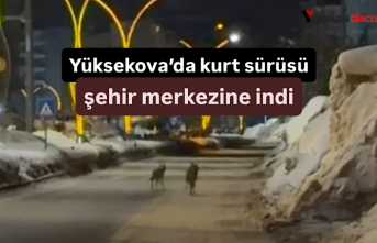Yüksekova’da kurt sürüsü şehir merkezine indi