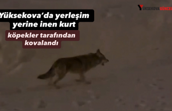 Yüksekova’da yerleşim yerine inen kurt, köpekler...