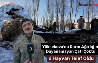 Yüksekova'da Karın Ağırlığına Dayanamayan Çatı Çöktü: 2 Hayvan Telef Oldu