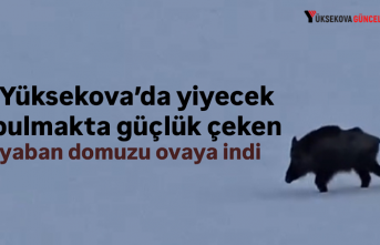 Yüksekova’da yiyecek bulmakta güçlük çeken...