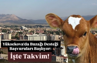 Yüksekova'da Buzağı Desteği Başvuruları...