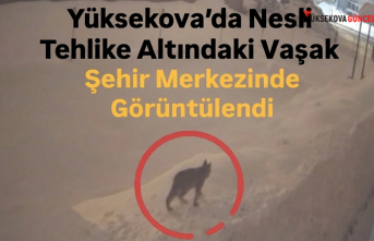 Yüksekova’da Nesli Tehlike Altındaki Vaşak Şehir Merkezinde Görüntülendi