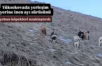 Yüksekovada yerleşim yerine inen ayı sürüsünü çoban köpekleri uzaklaştırdı