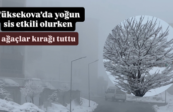 Yüksekova’da yoğun sis etkili olurken, ağaçlar kırağı tuttu