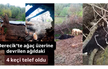 Derecik’te ağaç üzerine devrilen ağıldaki 4...
