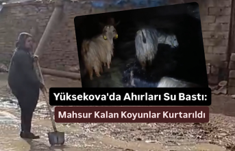Yüksekova'da Ahırları Su Bastı: “ Mahsur Kalan Koyunlar Kurtarıldı”