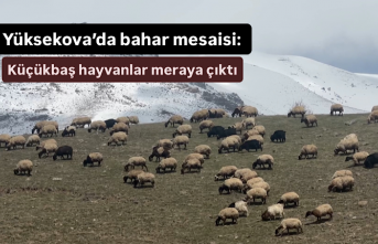 Yüksekova’da bahar mesaisi: Küçükbaş hayvanlar...