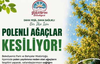 Yüksekova Belediyesi Polenli Ağaçlar İçin Kesim...