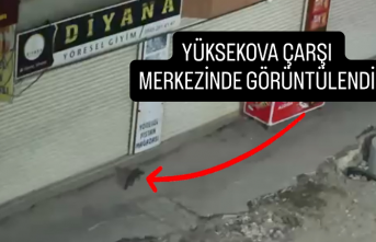 Yüksekova Çarşı Merkezinde Görüntülendi
