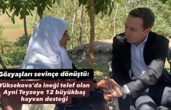 Gözyaşları sevinçe dönüştü: Yüksekova'da ineği telef olan Ayni Teyzeye 12 büyükbaş hayvan desteği