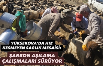 Yüksekova'da hız kesmeyen sağlık mesaisi: Şarbon aşılama çalışmaları sürüyor