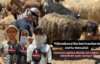 Yüksekova’da berivanların zorlu mesaisi: Kavurucu...