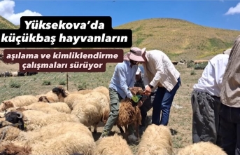 Yüksekova’da Küçükbaş Hayvanlara Aşılama ve Kimliklendirme Çalışmaları Sürüyor