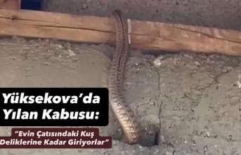 Yüksekova’da Yılan Kabusu: “Evin Çatısındaki Kuş Deliklerine Kadar Giriyorlar”