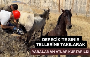 Derecik’te sınır tellerine takılarak yaralanan atlar kurtarıldı