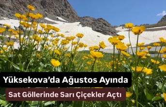 Yüksekova’da Ağustos Ayında Sat Göllerinde Sarı Çiçekler Açtı