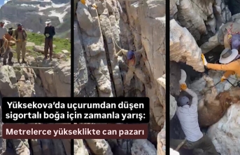 Yüksekova’da uçurumdan düşen sigortalı boğa...
