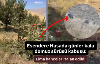 Esendere’de hasada günler kala domuz sürüsü...