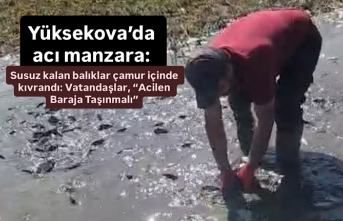 Yüksekova’da acı manzara: Susuz kalan balıklar çamur içinde kıvrandı: Vatandaşlar, “Acilen baraja taşınmalı”
