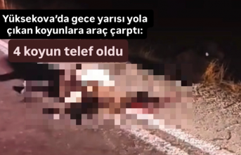 Yüksekova’da yola çıkan koyunlara araç çarptı:...