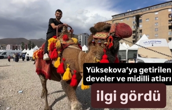 Yüksekova’ya getirilen Develer ve Midilli atları ilgi gördü